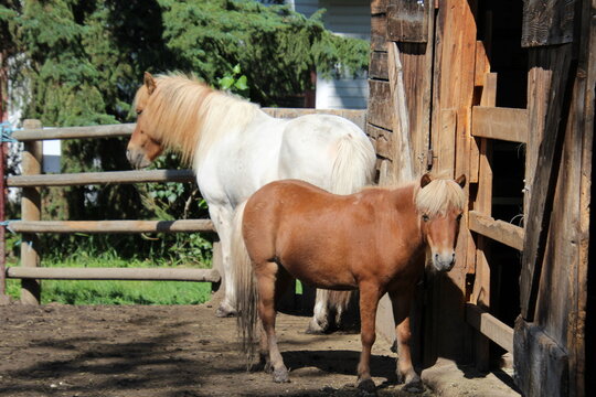 horse in a stable