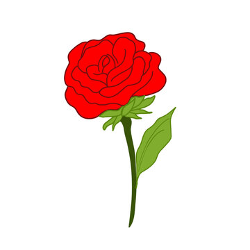 red rose on white background