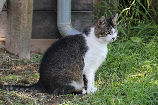 cat in the garden