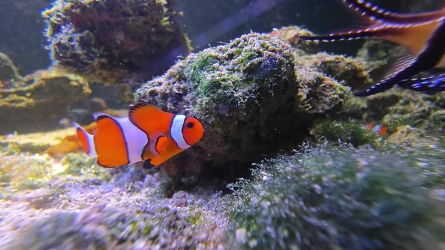 An orange clownfish with white stripes swims gracefully near dark coral rocks surrounded by lush green aquatic plants under water