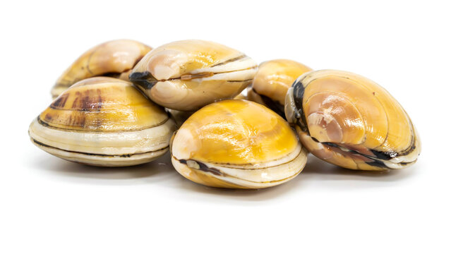 Close-up studio photography of a fresh pile of raw whole hard-shell clams isolated on a white background for culinary display