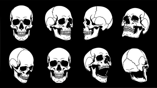 Skull grid set with eight anatomical skulls featuring front, side, and top views with clean white background and black outlines