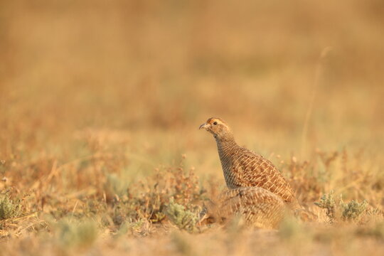 The grey francolin (Ortygornis pondicerianus interpositus ) is a species of francolin found in the plains and drier parts of the Indian subcontinent and Iran. 