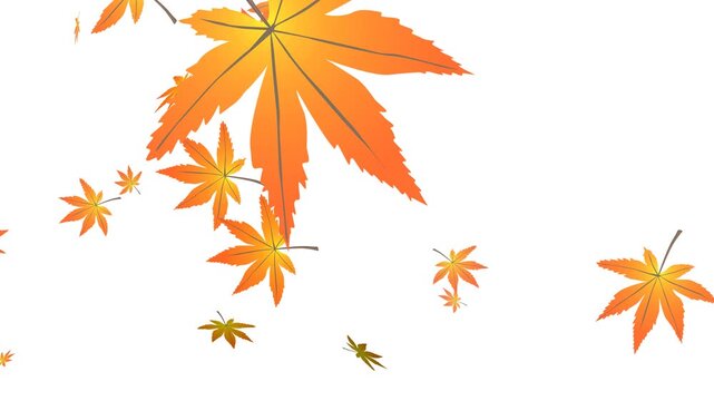 Animation of falling maple leaves on a transparent background.