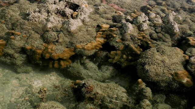 Clear Water Flowing Across Tropical Coral Formations