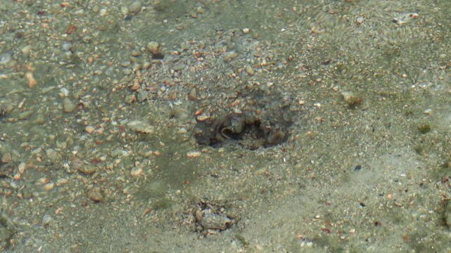 Octopus Hiding in Sandy Burrow as Black Fish Swims Past
