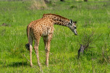 giraffe in the savannah © pityke70