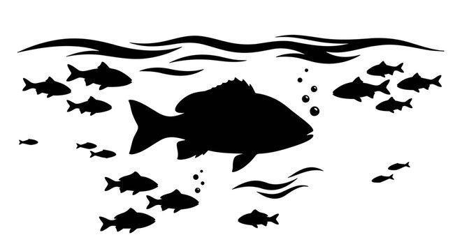 silhouette of  fishs in Underwater 