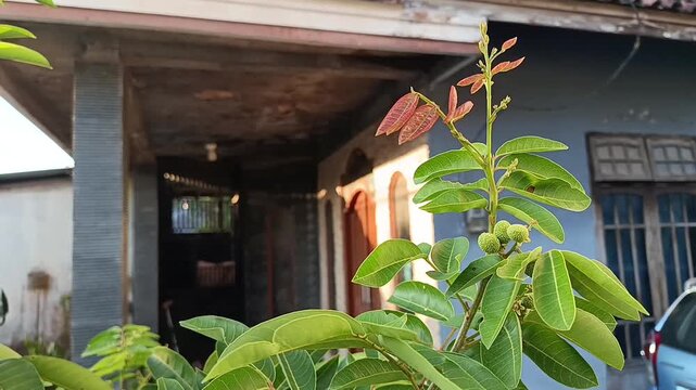 Young longan fruits and fresh leaf shoots growing on tree close up