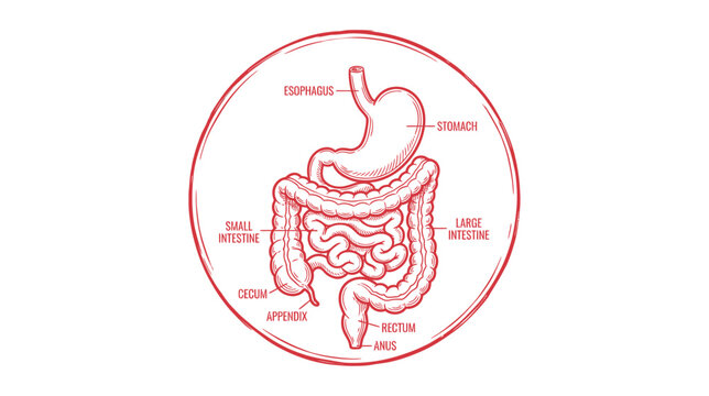 Digestive System Anatomy Illustration Isolated
