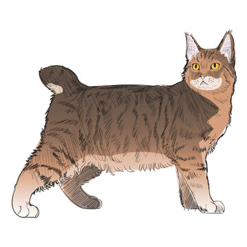 Png Pixie Bob cat animal illustration, transparent background