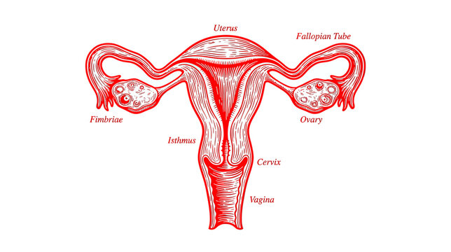 Anatomical illustration of female reproductive system