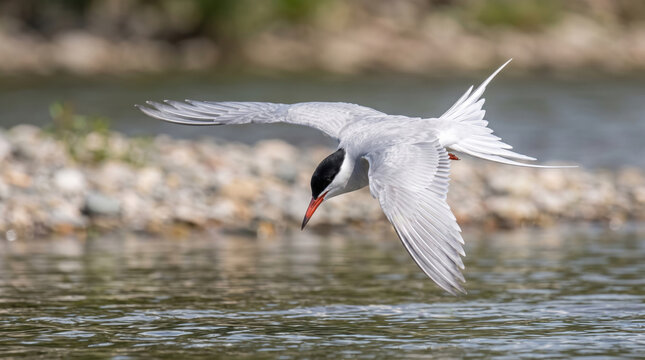 common tern (sterna hirundo) diving toward the water