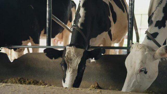 Caucasian young male dairy farmer working in a modern cowshed. 