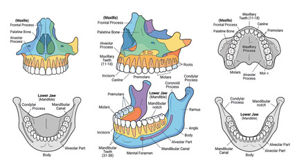 Human Jawbone Anatomy Diagram with Labels © grendel