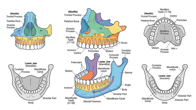 Human Jawbone Anatomy Diagram with Labels