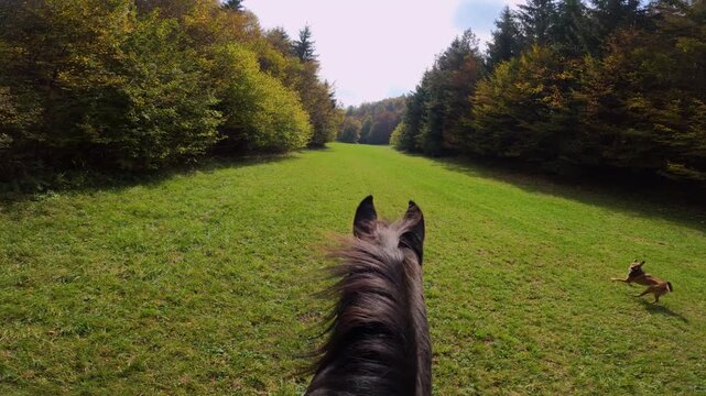 POV: Authentic perspective of riding a dark brown horse across lush green pasture. Playful dog runs freely across the field while colourful autumn forest trees border the meadow on a bright, sunny day