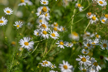 Fototapeta premium Vibrant wildflowers dance gently in the warm sunlight of a serene meadow on a beautiful summer day