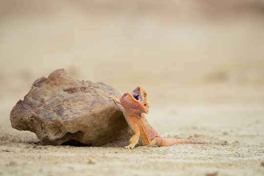 A defensive toad-headed agama lizard displaying aggressive behavior with mouth open on sandy ground