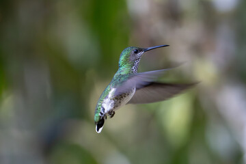 Fototapeta premium Sparkling violetear (Colibri coruscans) Ecuador