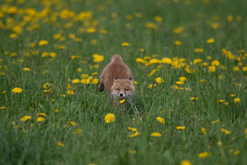 Naklejka premium Young red fox kit sitting in a field of wild yellow dandelions and lush green grass with wildlife