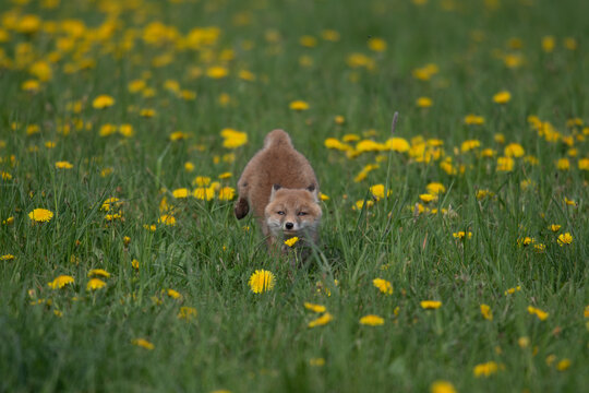 Young red fox kit sitting in a field of wild yellow dandelions and lush green grass with wildlife