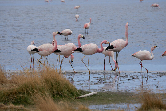 Flamingos at lake in Bolivia (Laguna Canapa) near Uyuni