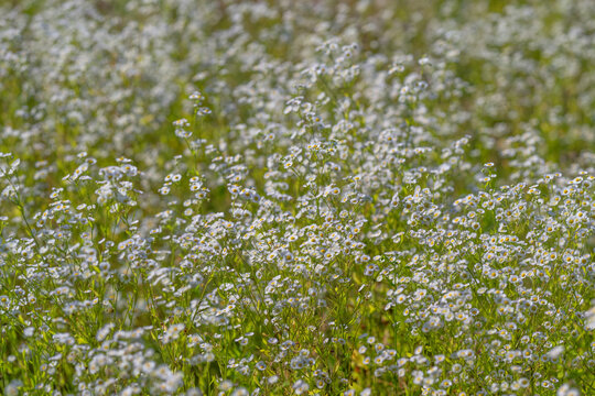 White erigeron blossoms sway in a warm summer breeze, carpeting a lush green meadow in the peaceful countryside, capturing the essence of a serene wild garden