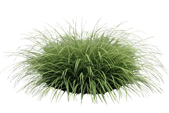 Rounded mound of soft green grass isolated