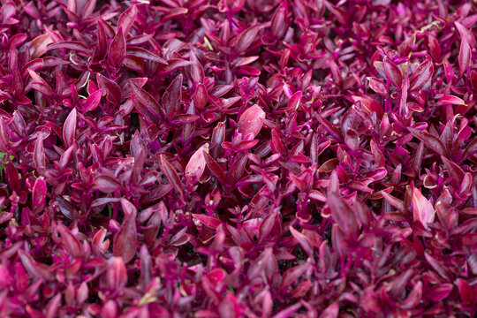 Dense Burgundy Foliage of an Ornamental Groundcover Plant