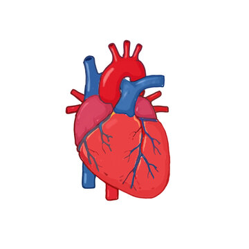 Human heart anatomy illustration with transparent dark background. Clean semi-realistic outline vector art of cardiac muscle, aorta, and veins.