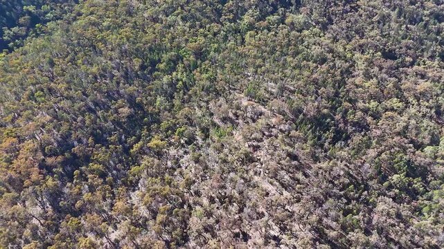 Aerial View of Dense Eucalyptus Forest in Warrumbungle National Park