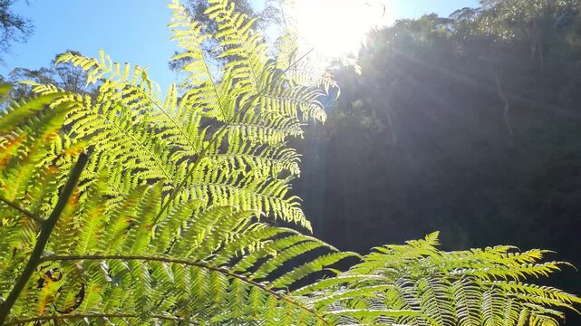 Sunlight Streaming Through Fern Fronds in Australian Rainforest
