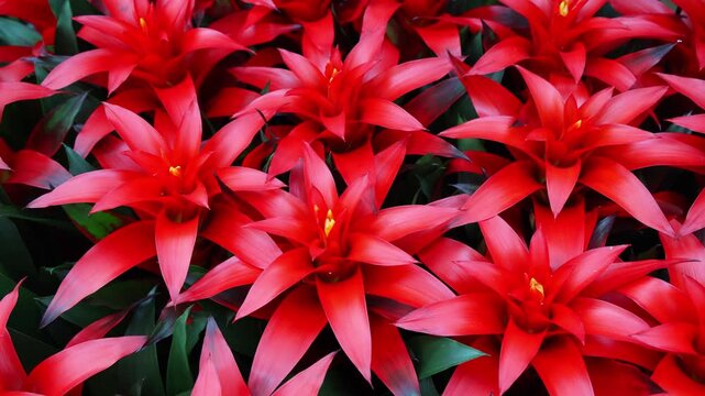 
Many blooming pineapple flowers in the greenhouse