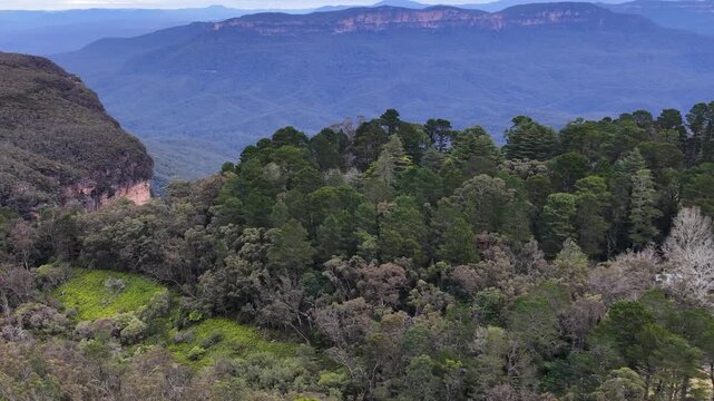 Eucalyptus Forest and Sandstone Cliffs in Blue Mountains Australia