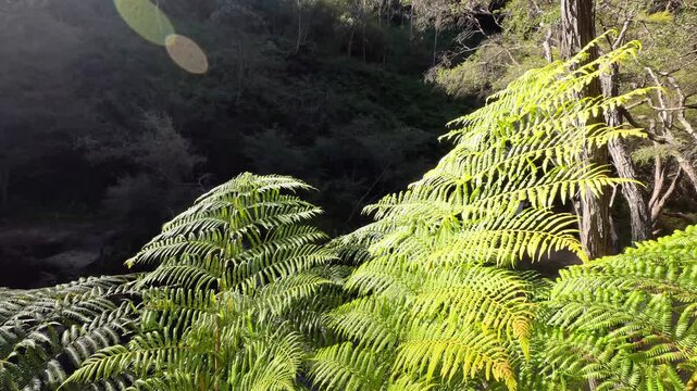 Sunlit Fern Fronds in Blue Mountains Temperate Rainforest