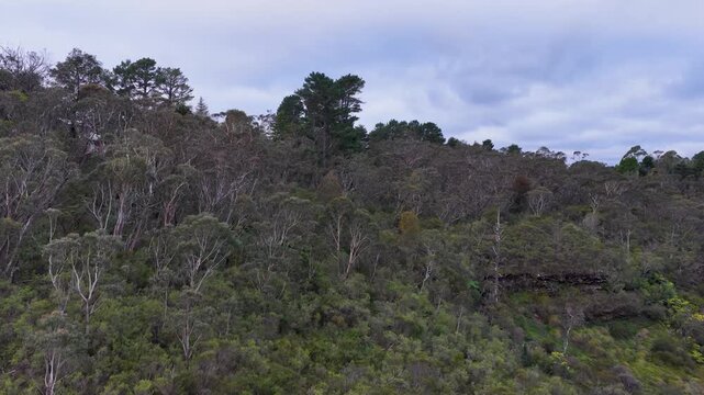 Aerial View of Eucalyptus Forest and Residential Area in Wentworth Falls