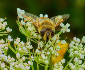 Bee on a flower, macro. © Jan