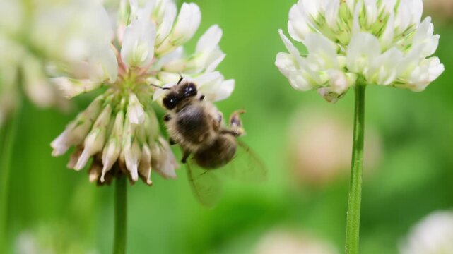 Honey bee pollinating white clover flower in sunny field close up footage.