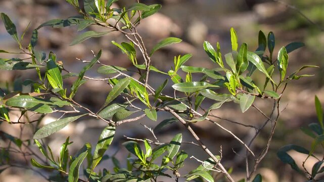 Sunlit Green Leaves of Native Australian Shrub in Bushland