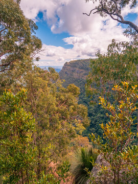 Mountain View through Trees Vertical