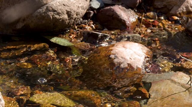 Clear Water Flowing Over Rocks in a Shallow Creek Bed