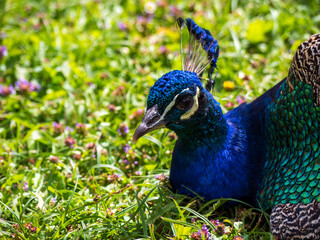 Close-up portrait of a male Indian peacock showing vivid blue plumage, detailed face, beak, eye and elegant feather crest against a soft green natural background. © Marek
