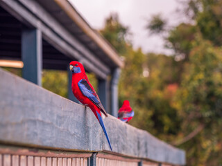 Two Red Parrots with One In Focus © Kevin