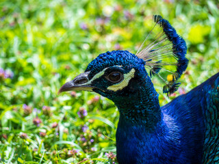 Close-up portrait of a male Indian peacock showing vivid blue plumage, detailed face, beak, eye and elegant feather crest against a soft green natural background. © Marek