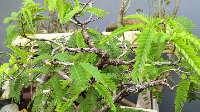 slow motion panning shot of green tamarind bonsai leaves 