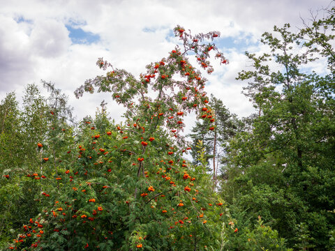 Rowan tree covered with bright orange-red berries growing in a green forest under a cloudy summer sky, natural seasonal landscape in Europe.
