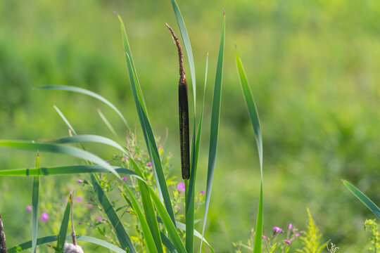 Elegant cattail sways gently in the warm sunlight beside a serene green meadow during a bright summer day