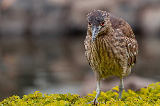 Juxtaposed juvenile Black-crowned Night Heron with striking red eyes looking directly into the camera