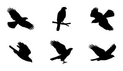 Fototapeta premium Bird Silhouettes Collection: Majestic Hawks in Flight and Perched, Vector Icons for Nature and Wildlife Design